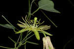 Yellow passionflower